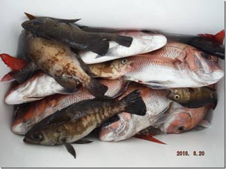 からこと丸 釣果