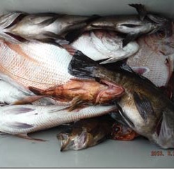 からこと丸 釣果