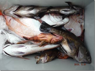 からこと丸 釣果