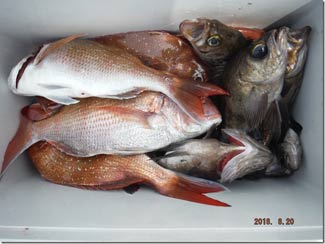 からこと丸 釣果