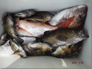 からこと丸 釣果