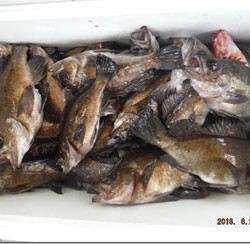 からこと丸 釣果