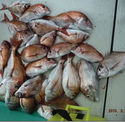 からこと丸 釣果