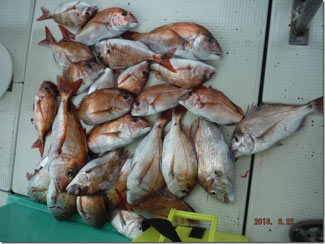 からこと丸 釣果