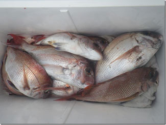 からこと丸 釣果