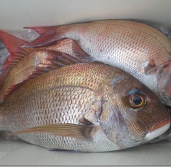 からこと丸 釣果