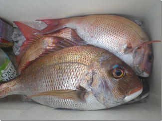 からこと丸 釣果