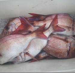 からこと丸 釣果