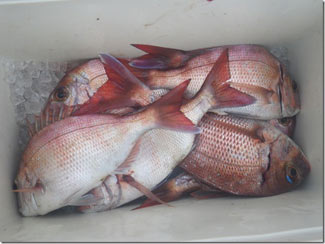 からこと丸 釣果