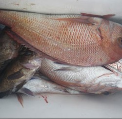 からこと丸 釣果