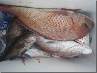 からこと丸 釣果