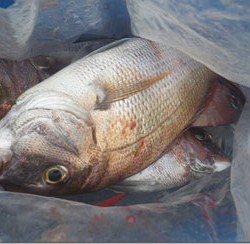 からこと丸 釣果