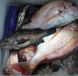 からこと丸 釣果