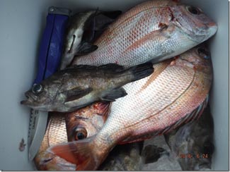 からこと丸 釣果