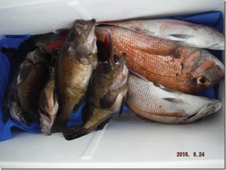 からこと丸 釣果