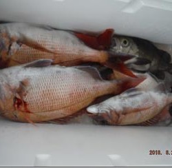 からこと丸 釣果