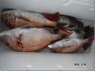 からこと丸 釣果