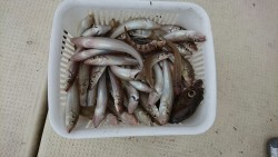 リトルワン 釣果