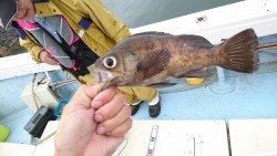 リトルワン 釣果