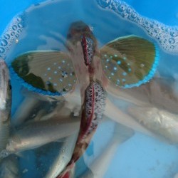 リトルワン 釣果