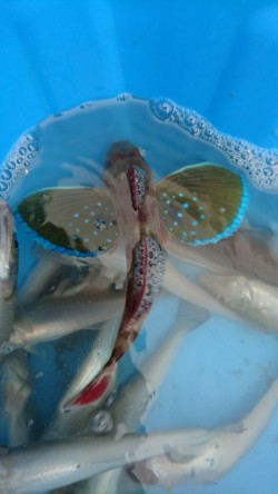 リトルワン 釣果