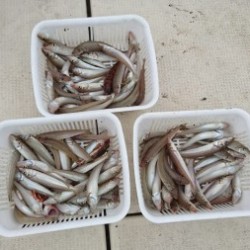 リトルワン 釣果