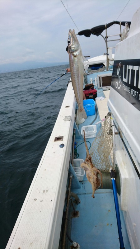 リトルワン 釣果