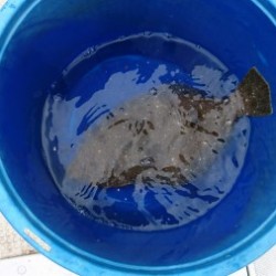 リトルワン 釣果