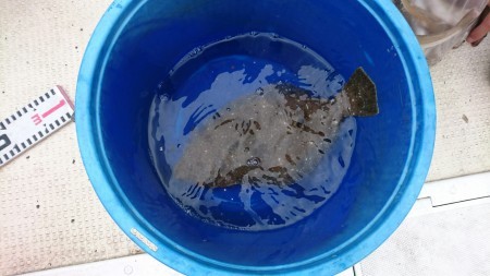 リトルワン 釣果