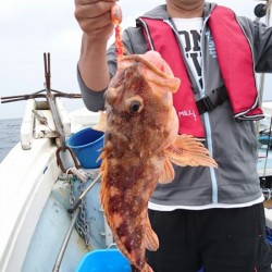 リトルワン 釣果