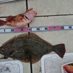 リトルワン 釣果