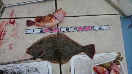 リトルワン 釣果