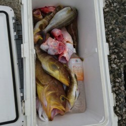 リトルワン 釣果