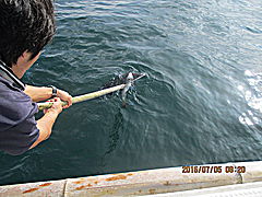 遊漁船 未紗奈 釣果