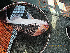 遊漁船 未紗奈 釣果