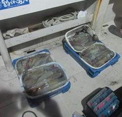 ジギング船 BLUEWATER 釣果