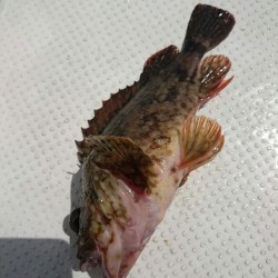 強風警報は・・・