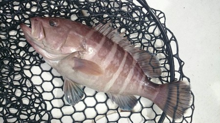 スロージギング