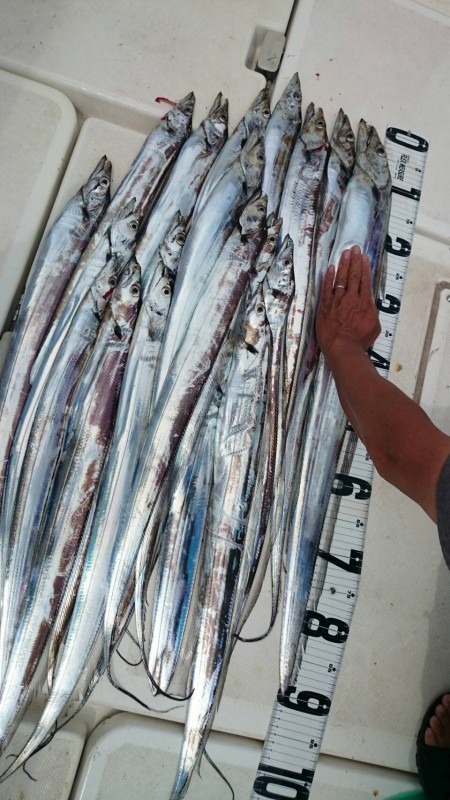 タチウオジギング