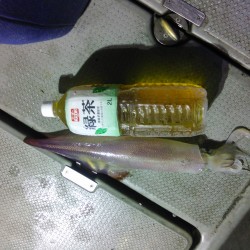 先週に引き続き