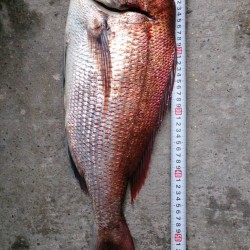 マイボートでタイラバ釣行