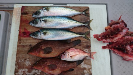 初アコウゲット