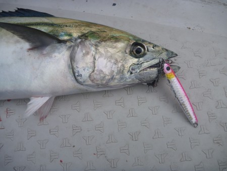 何とかボウズ回避