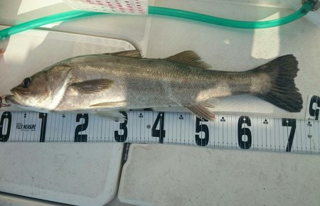 沼島沖ジギング