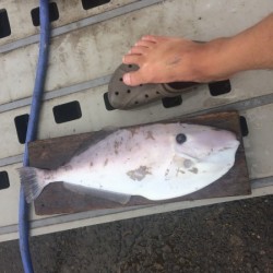 レンタルボート