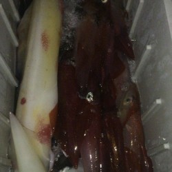 初めてのイカメタルゲーム