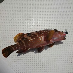 強風警報は・・・