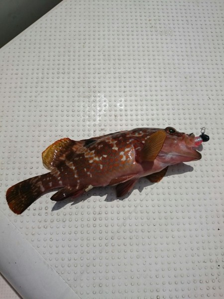 強風警報は・・・