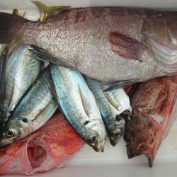 スロージギング