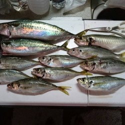 マイクロジギング